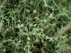 Plocama hymenostephana
