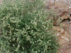 Plocama hymenostephana