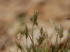 Rostraria pumila