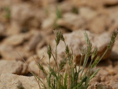 Rostraria pumila