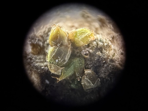 Triangular Pygmy-moss (Acaulon triquetrum)