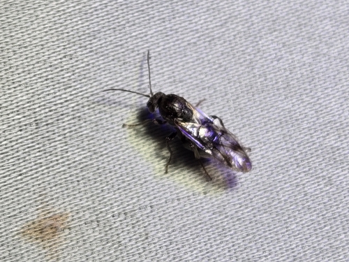 Odontocynips nebulosa photo 5