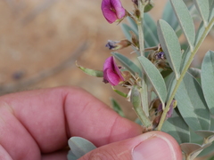 Tephrosia apollinea