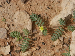 Tribulus pentandrus