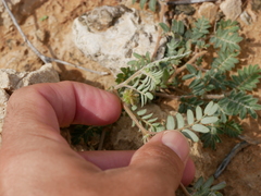 Tribulus pentandrus