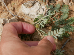 Tribulus pentandrus