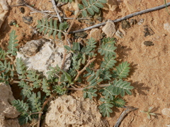 Tribulus pentandrus