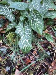 Arum italicum italicum