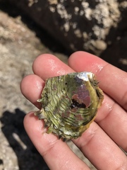 Pinctada mazatlanica