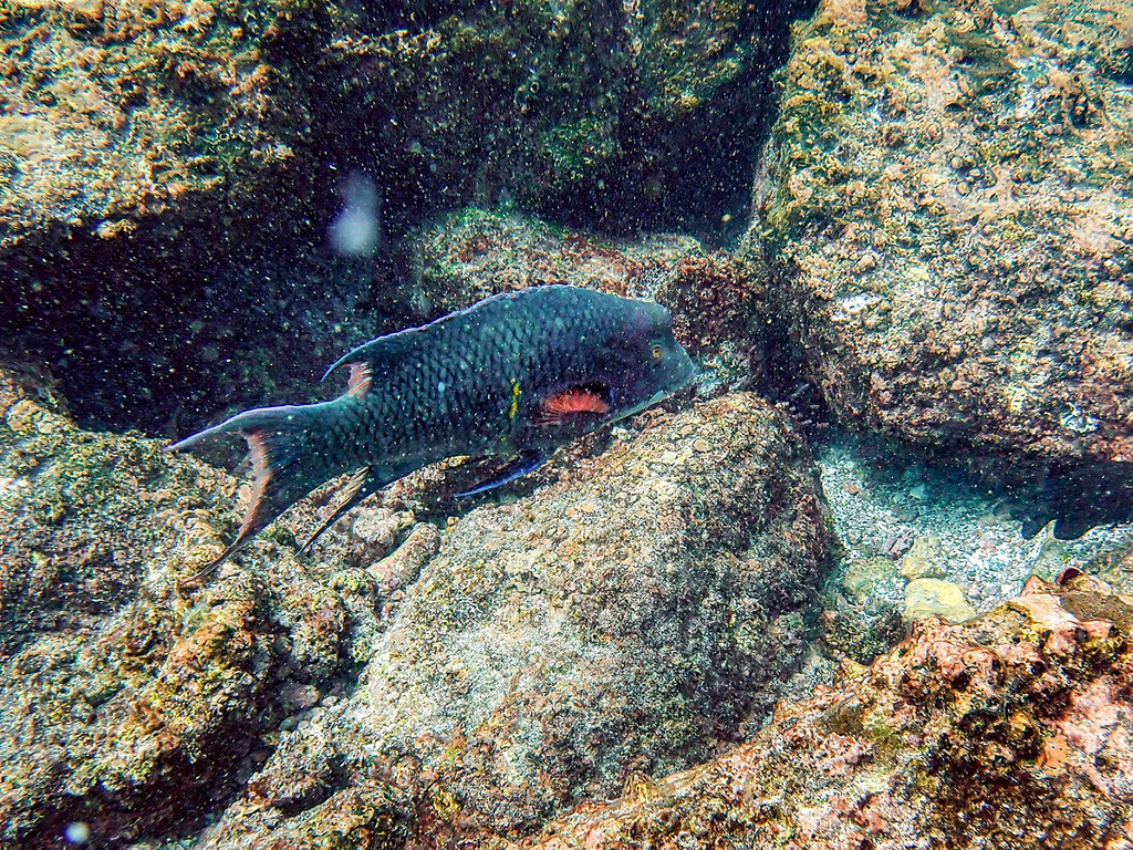 Andrew Ruthenberg Mexican Hogfish from San Cristobal, Ecuador on April 26, 2013 at 11:33 ...