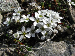 Arenaria pseudofrigida