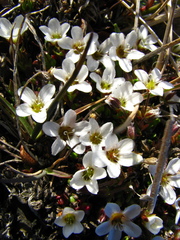 Arenaria pseudofrigida