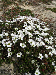 Arenaria pseudofrigida