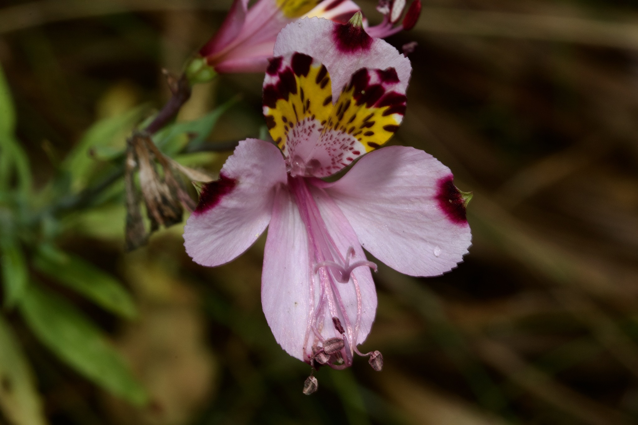 Lirio de campo