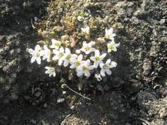 Arenaria pseudofrigida