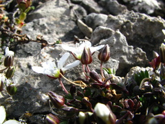 Arenaria pseudofrigida