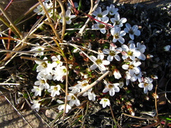 Arenaria pseudofrigida