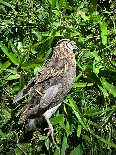 Codorniz común (Coturnix coturnix)