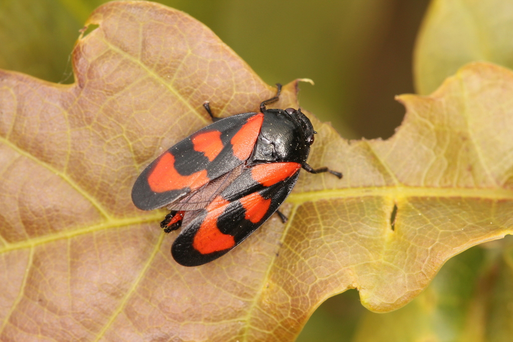 Cercopis vulnerata ; (c) Fabian A. Boetzl, some rights reserved (CC BY-NC), uploaded by Fabian A. Boetzl