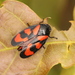Common Froghopper - Photo (c) Fabian A. Boetzl, some rights reserved (CC BY-NC), uploaded by Fabian A. Boetzl