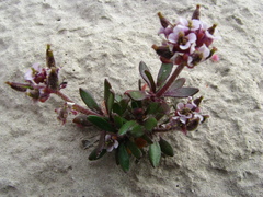 Braya glabella purpurascens