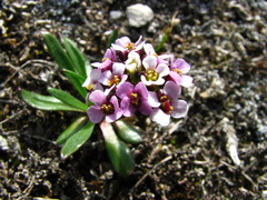 Braya glabella purpurascens