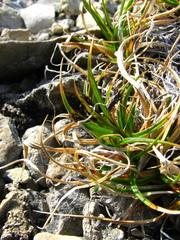 Carex misandra