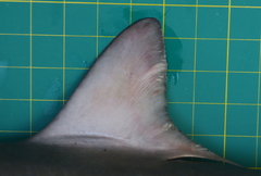 Carcharhinus macloti