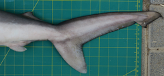 Carcharhinus macloti