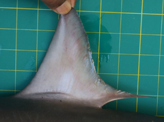 Carcharhinus macloti