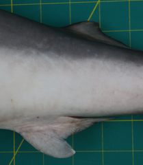 Carcharhinus macloti