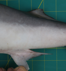 Carcharhinus macloti