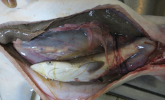 Carcharhinus macloti