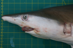 Carcharhinus macloti