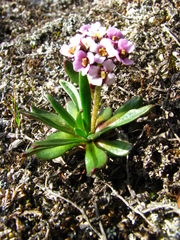 Braya glabella purpurascens