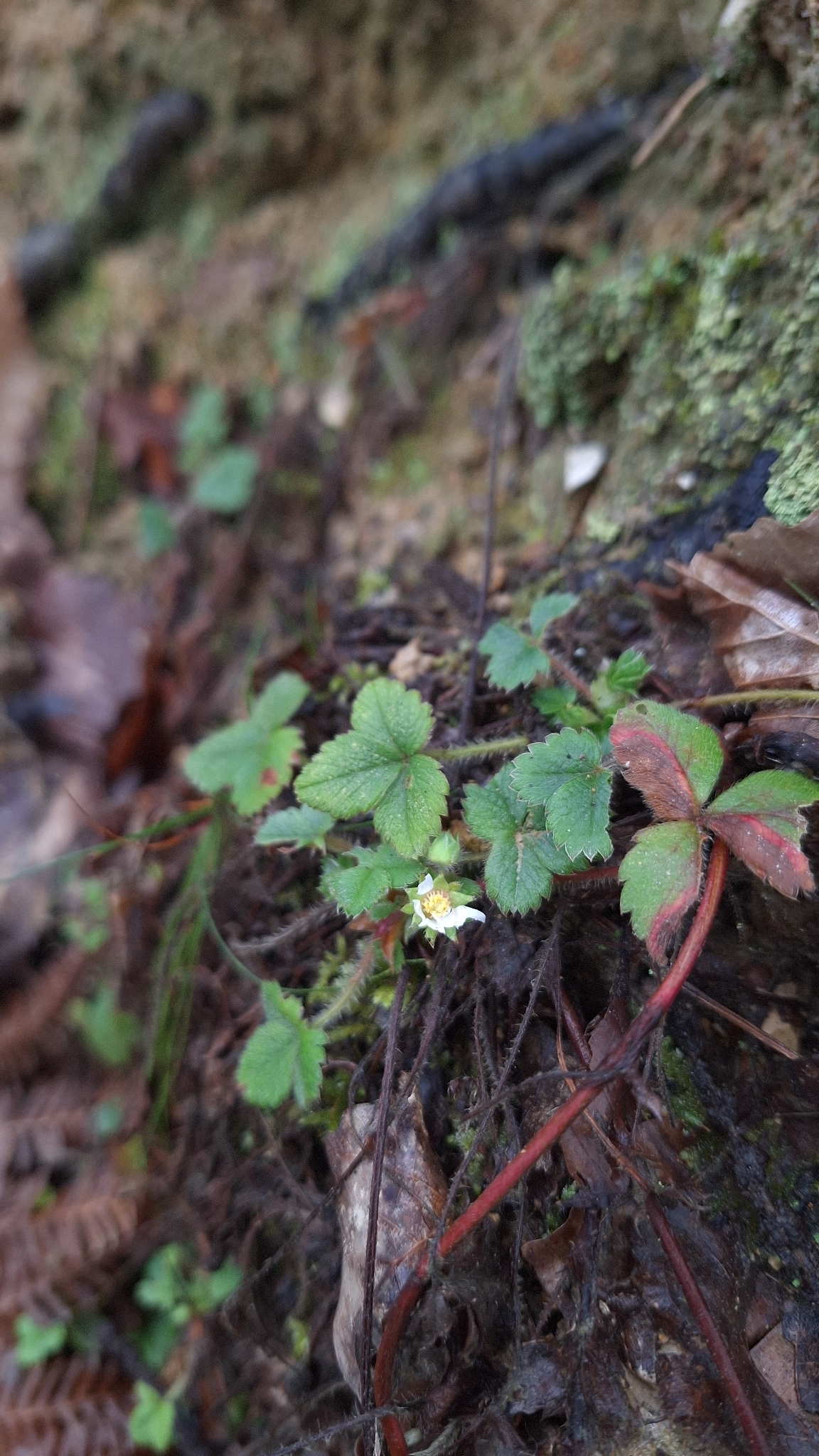 Imagem de Potentilla sterilis