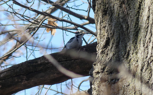 Hairy Woodpecker