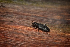 Scopodes