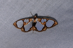 Glyphodes grandisalis