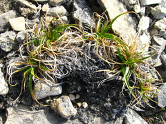 Carex misandra