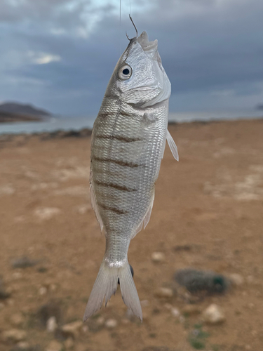 Lithognathus mormyrus