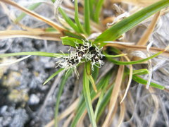 Carex rupestris