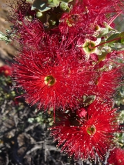 Kunzea pulchella