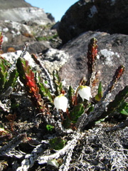 Cassiope tetragona