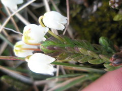 Cassiope tetragona