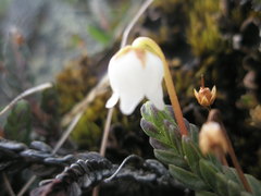 Cassiope tetragona