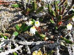 Cassiope tetragona