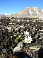 Cerastium nigrescens arcticum