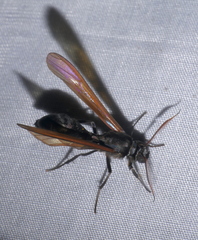 Pseudosphex ichneumonea
