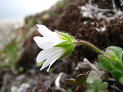 Cerastium nigrescens arcticum